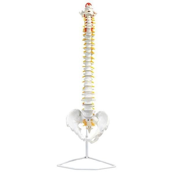 Eisco Bones, Human, Spine, Life Size Model AMCH1007AS